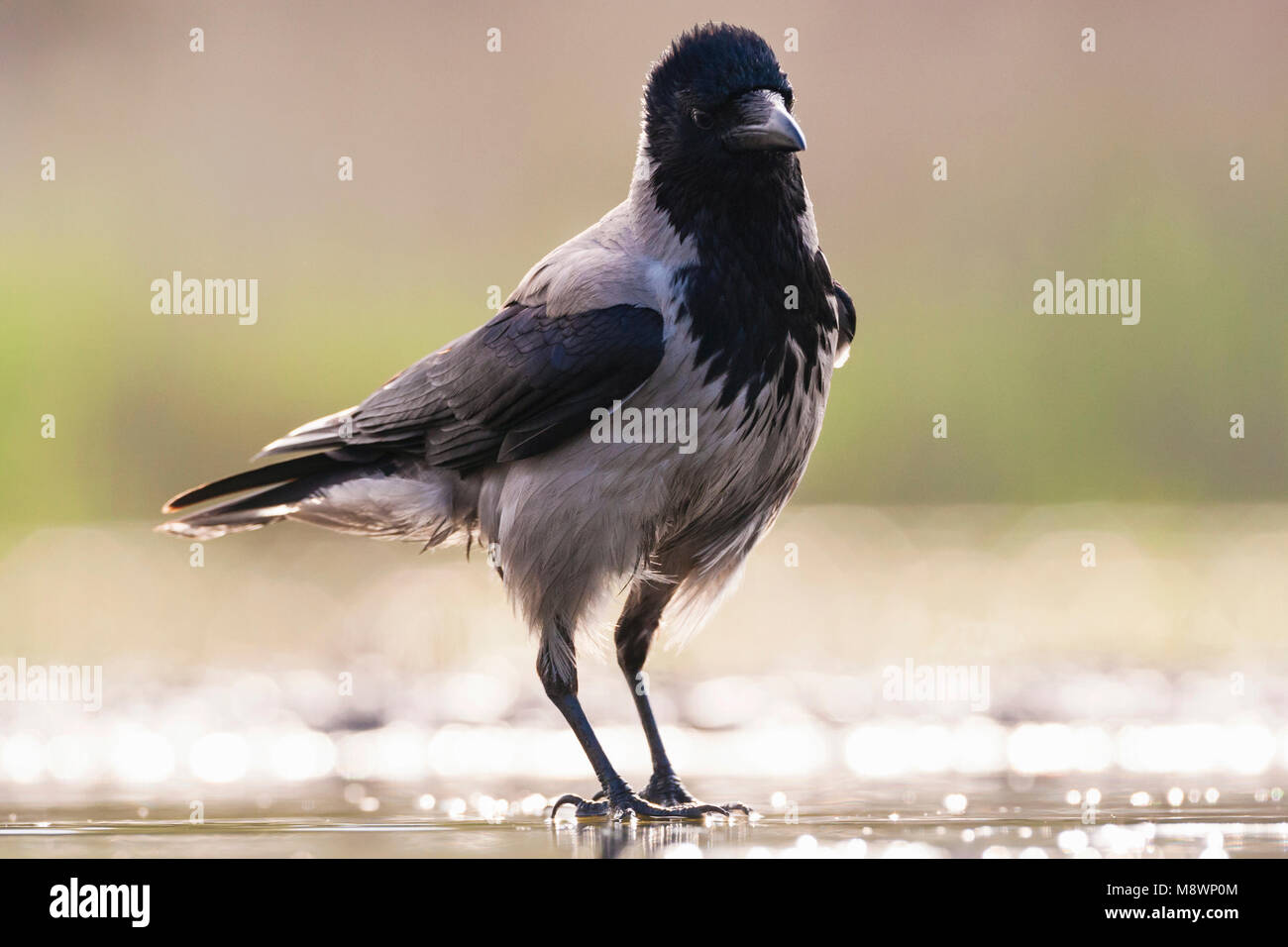 Bonte Kraai staand aan waterkant met tegenlicht; Hooded Crow standing at waterside in backlight Stock Photo