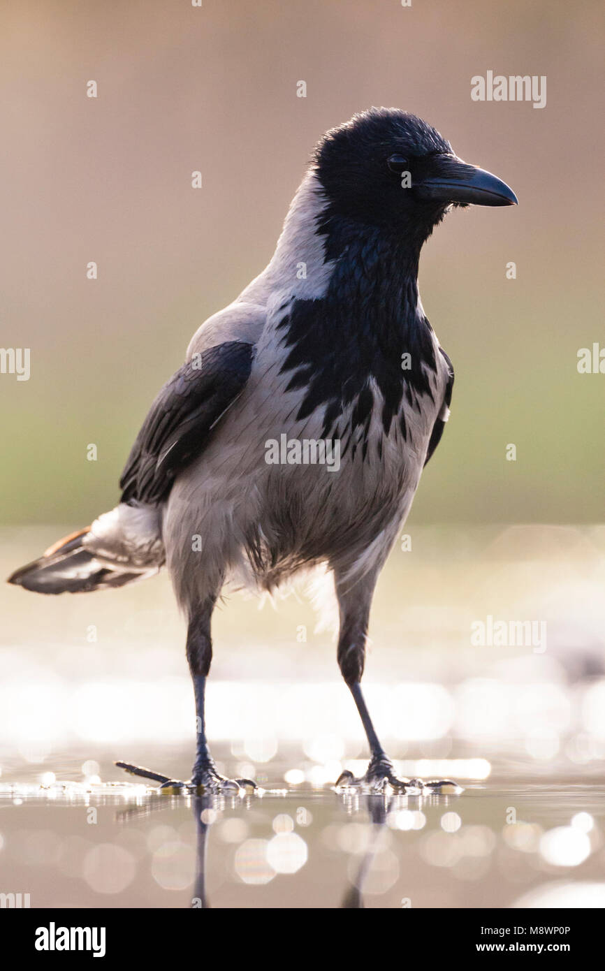 Bonte Kraai staand aan waterkant met tegenlicht; Hooded Crow standing at waterside in backlight Stock Photo