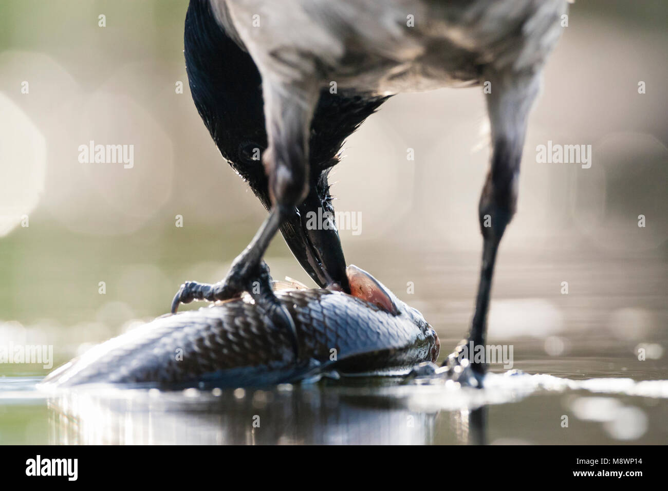 Bonte Kraai eet vis in tegenlicht; Hooded Crow eating fish in backlight Stock Photo