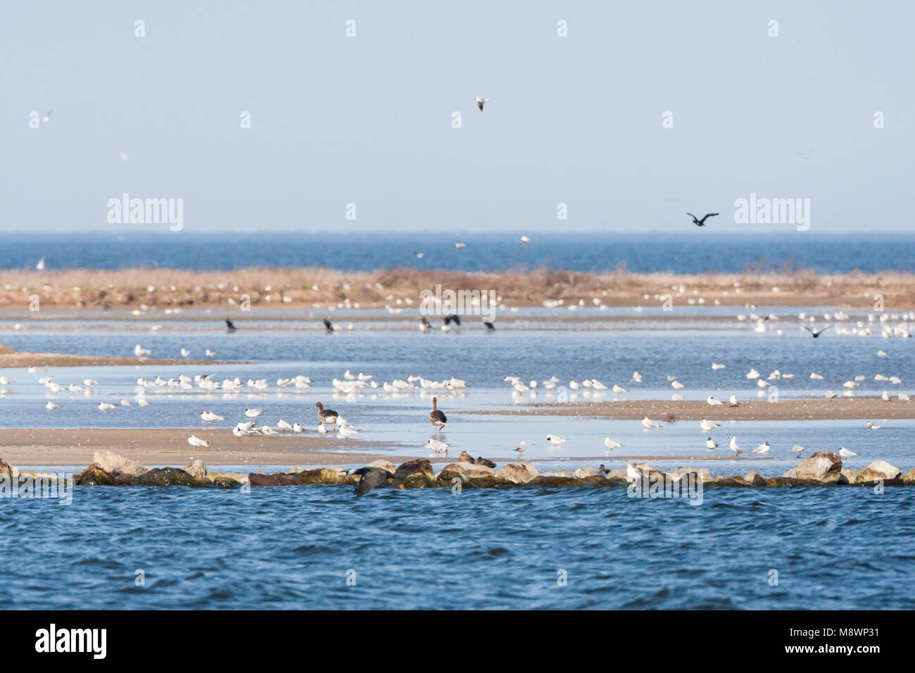 Vogels rustend op Kreupel in het IJsselmeer; Birds resting at Kreupel in IJsselmeer Stock Photo