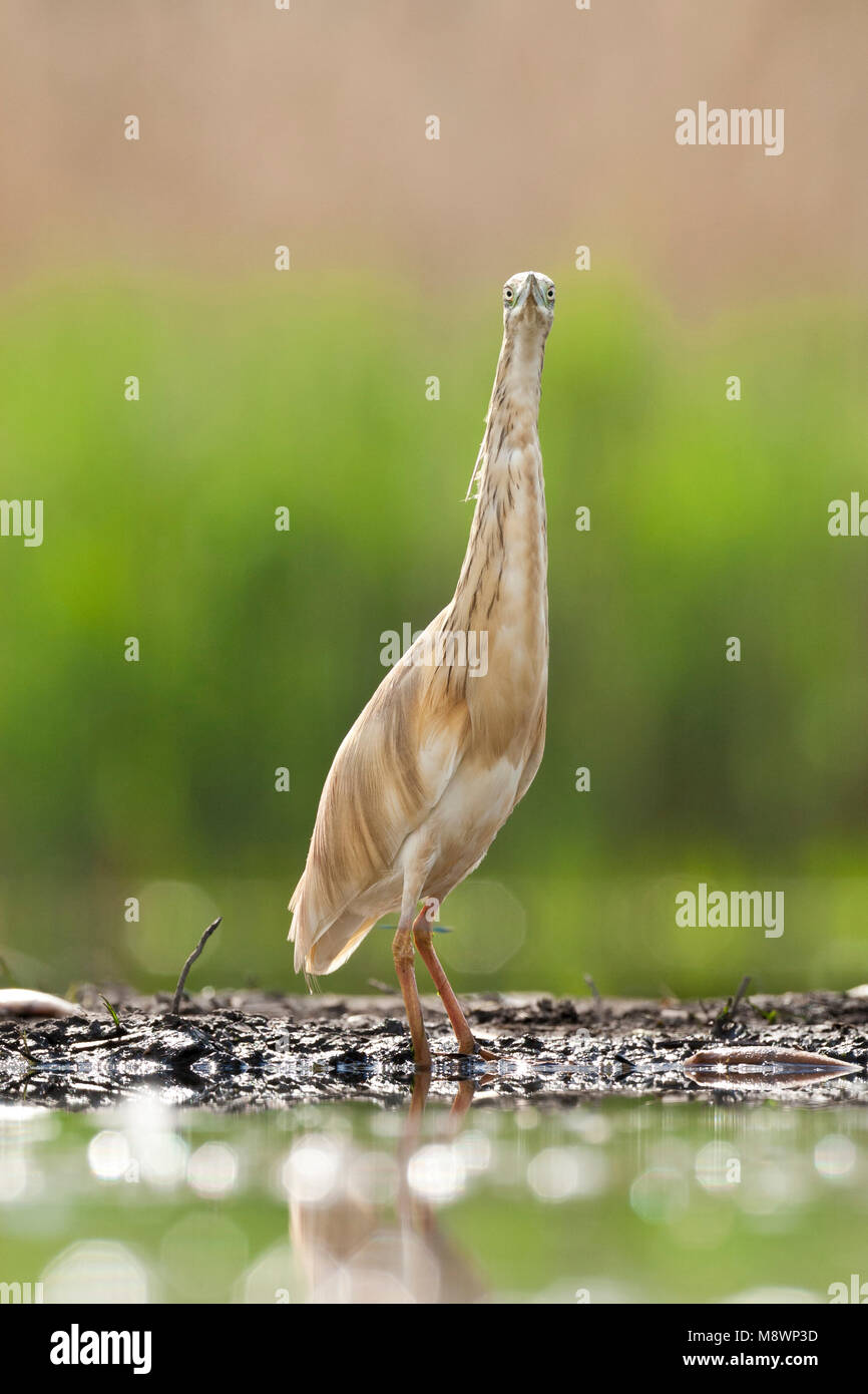 Ralreiger volwassen staand op waterkant, Squacco Heron adult standing at waterside Stock Photo