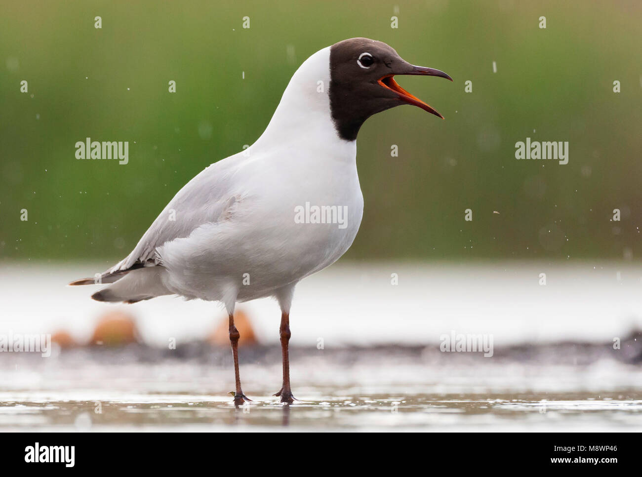 Kokmeeuw roepend in regen; Common Black-headed Gull calling in rain shower Stock Photo