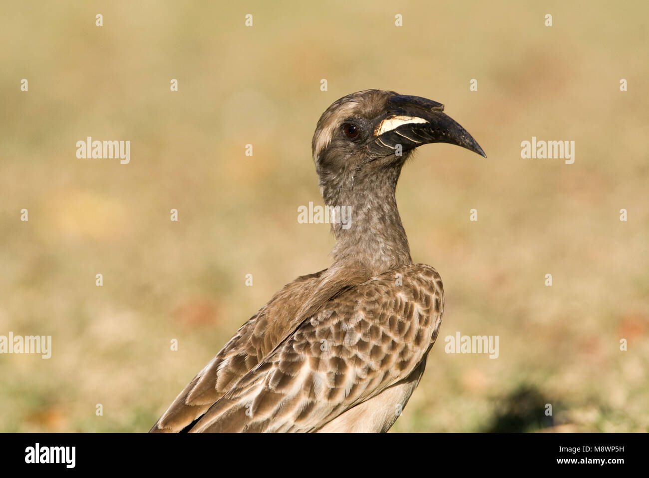 Grijze Tok, African Grey Hornbill, Tockus nasutus Stock Photo