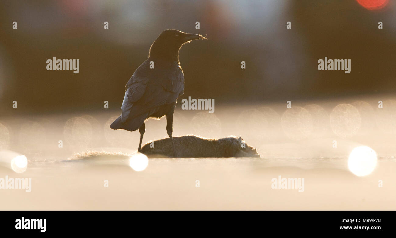 Amerikaanse Kraai met verkeersslachtoffer; American Crow on roadkill Stock Photo