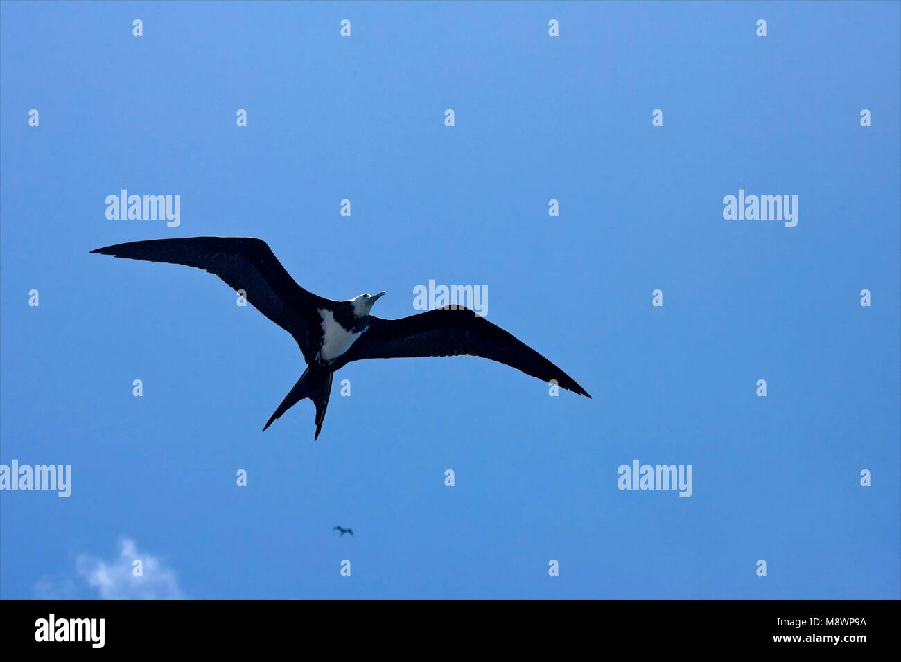Ascension Frigatebird, Ascensionfregatvogel, Fregata aquila Stock Photo
