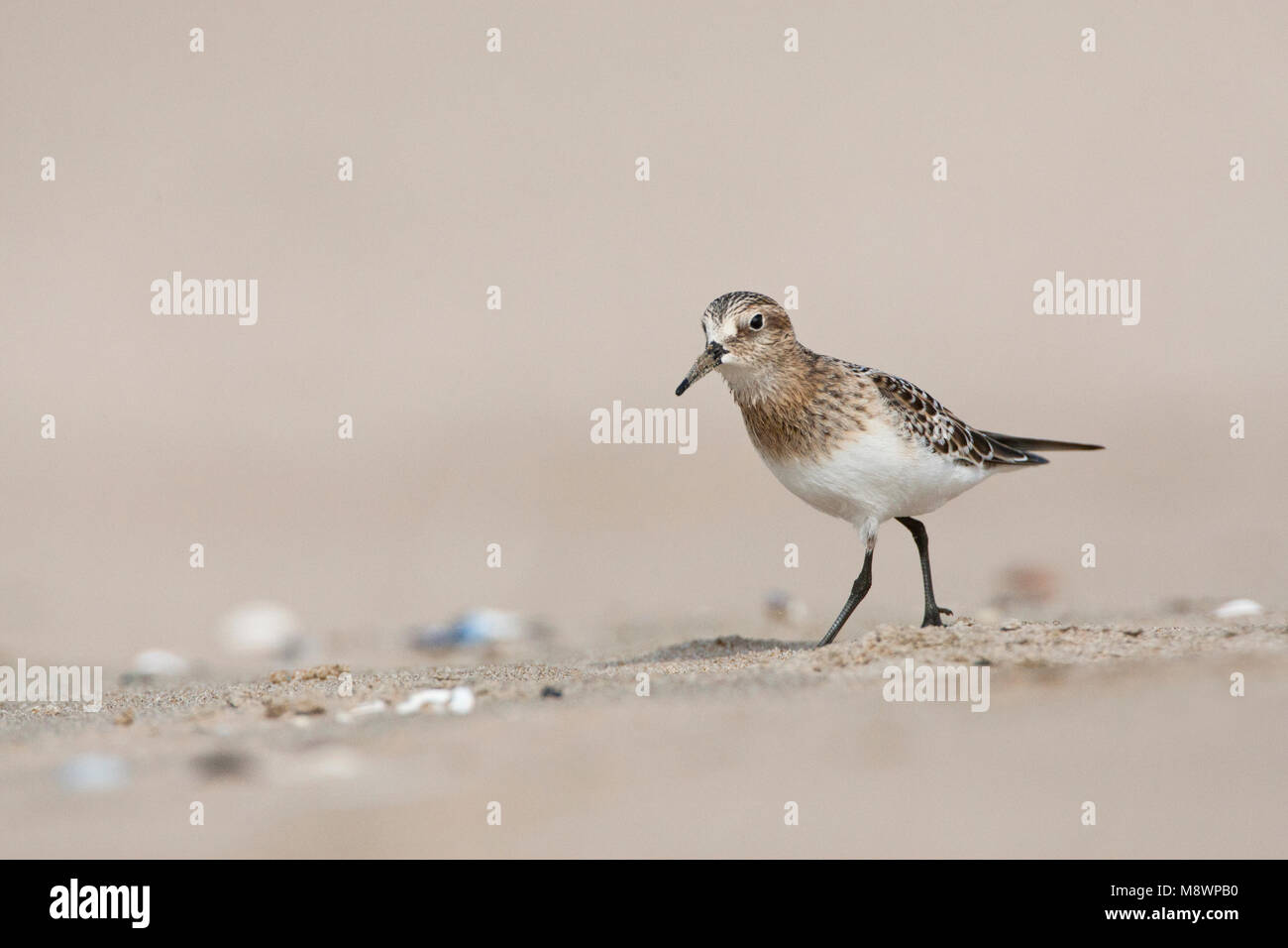 Bairds Strandloper, Bairds Sandpiper, Calidris bairdii Stock Photo - Alamy