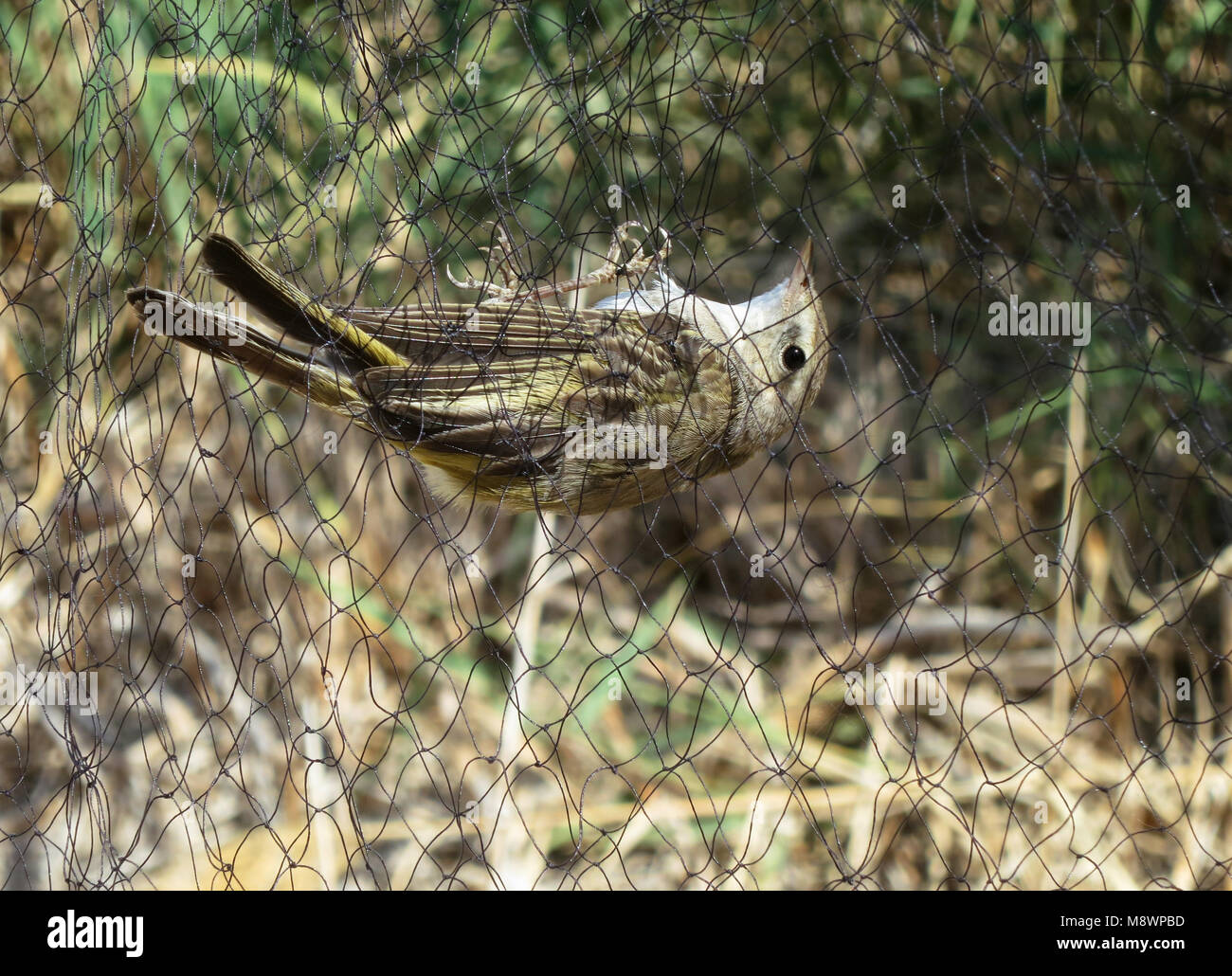 Balkanbergfluiter gevangen in een mistnest; Balkan's Warbler caught in a mistnest Stock Photo