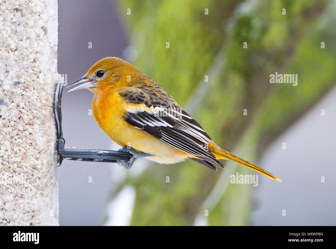 Verdwaalde Noordelijke Troepiaal in Ouddorp; Vagrant Baltimore Oriole in the Netherlands Stock Photo