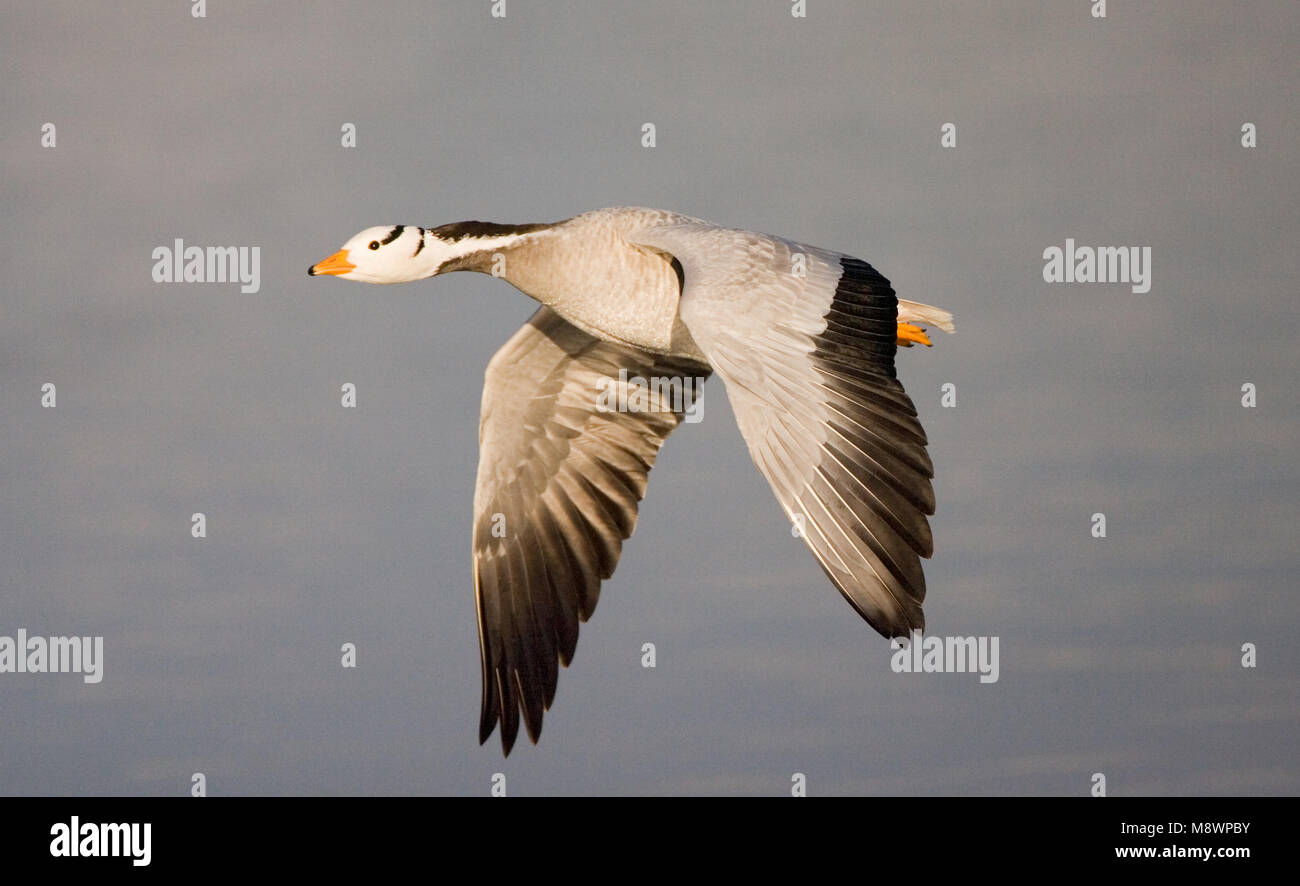 Bar-headed Goose in flight Stock Photo