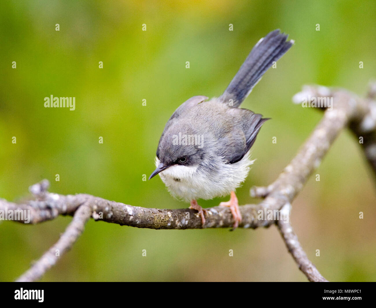Bar-throated Apalis (Apalis thoracica) perched on a twig along the southern  coast of South Africa in a urban garden Stock Photo - Alamy