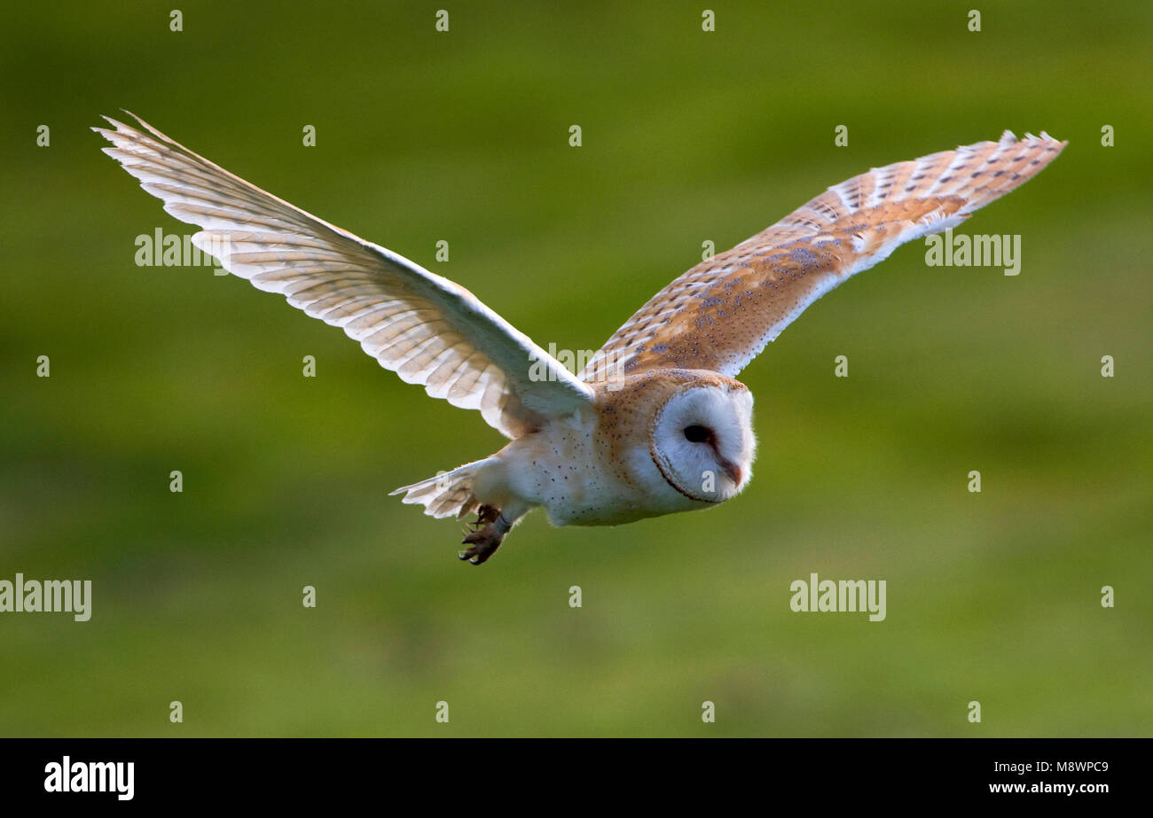 Kerkuil overdag jagend;  Barn Owl hunting dureing daytime Stock Photo