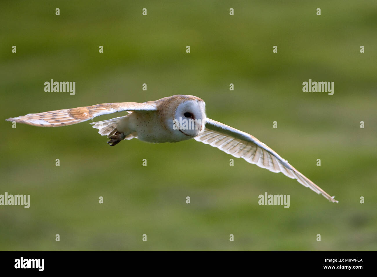 Kerkuil overdag jagend;  Barn Owl hunting dureing daytime Stock Photo