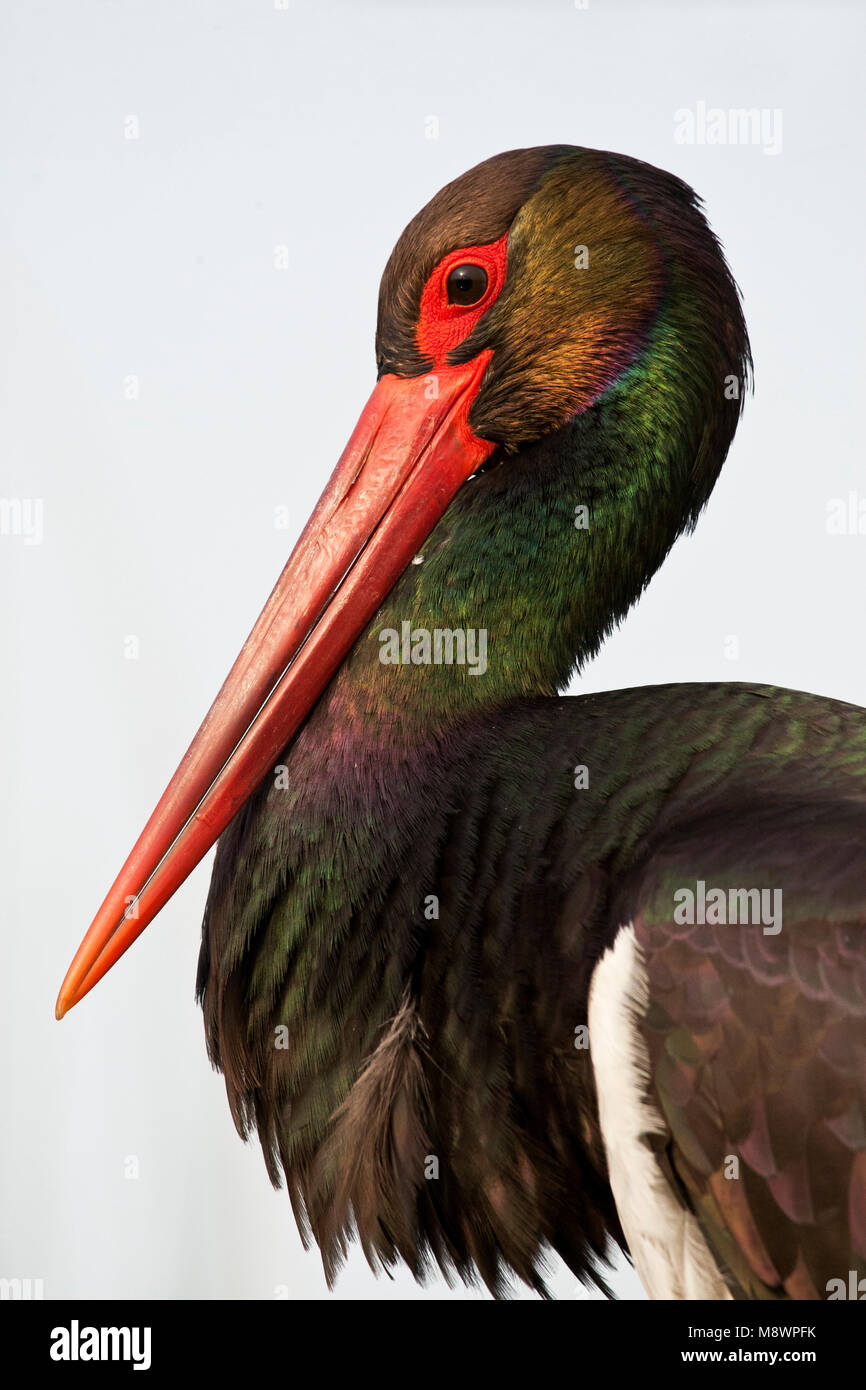 Portret van een Zwarte Ooievaar;  Close-up of a Black Stork Stock Photo