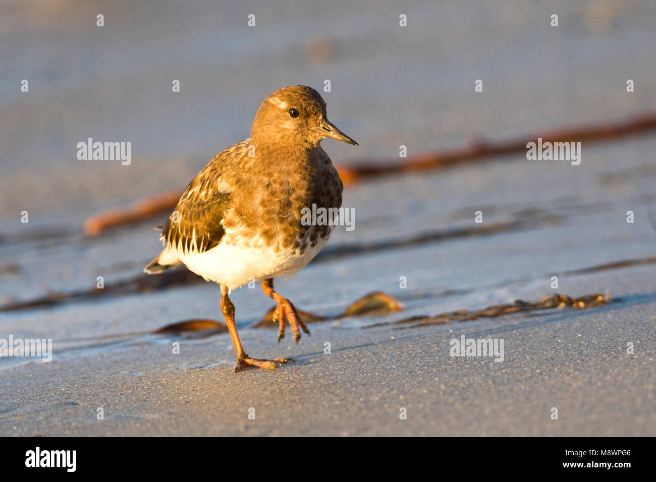 Zwarte Steenloper, Black Turnstone Stock Photo
