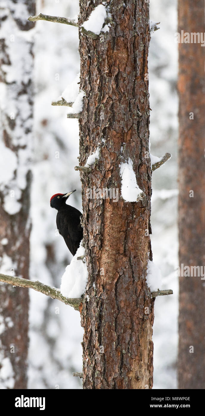 Zwarte Specht man; Black Woodpecker male Stock Photo