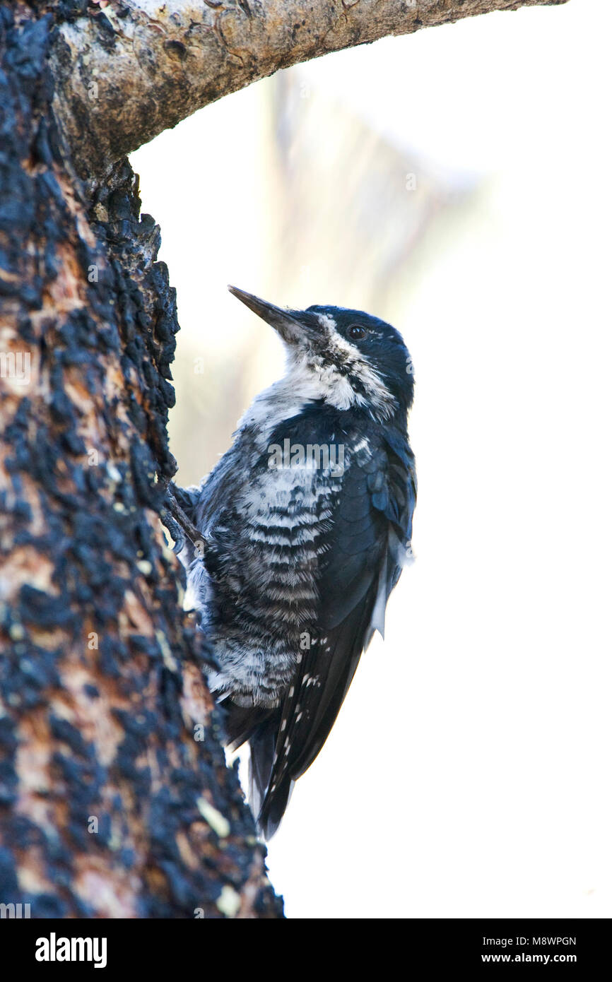 Zwartrugspecht, Black-backed Woodpecker Stock Photo