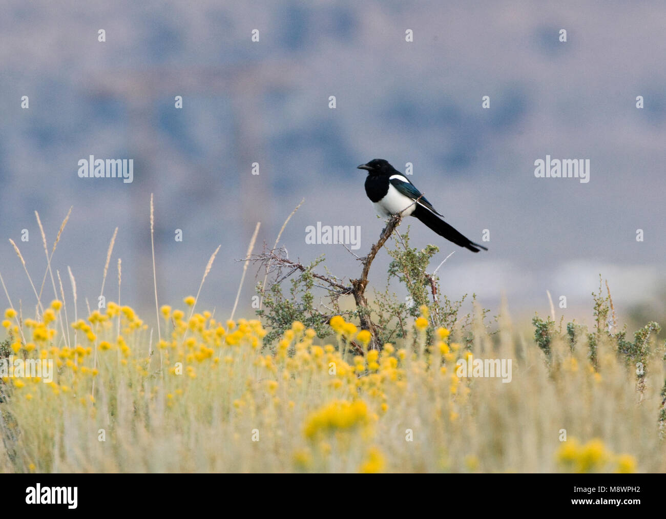 Amerikaanse Ekster zittend; Black-billed Magpie perched Stock Photo