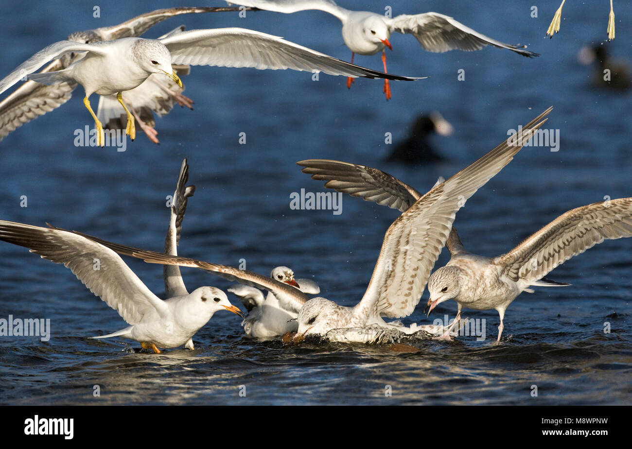 Meeuwen vechtend om brood; Gulls fighting for bread Stock Photo