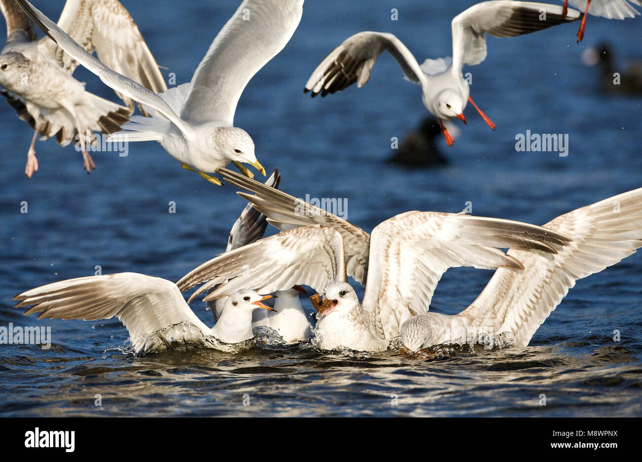 Kokmeeuwen en Stormmeeuwen vechtend om brood; Common Black-headed Gulls and Common Gulls fighting for bread Stock Photo