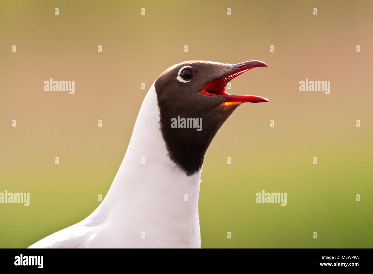 Kokmeeuw roepend; Black-headed Gull calling Stock Photo