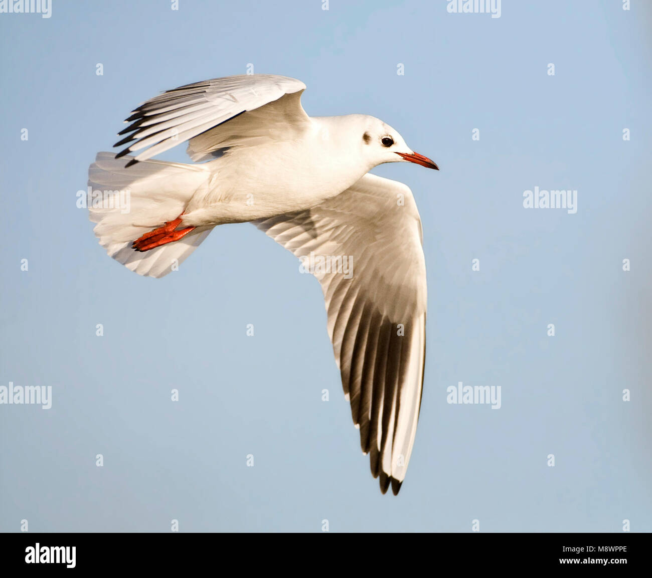 Winterkleed Kokmeeuw in vlucht; Winter plumage Black-headed Gull in flight Stock Photo