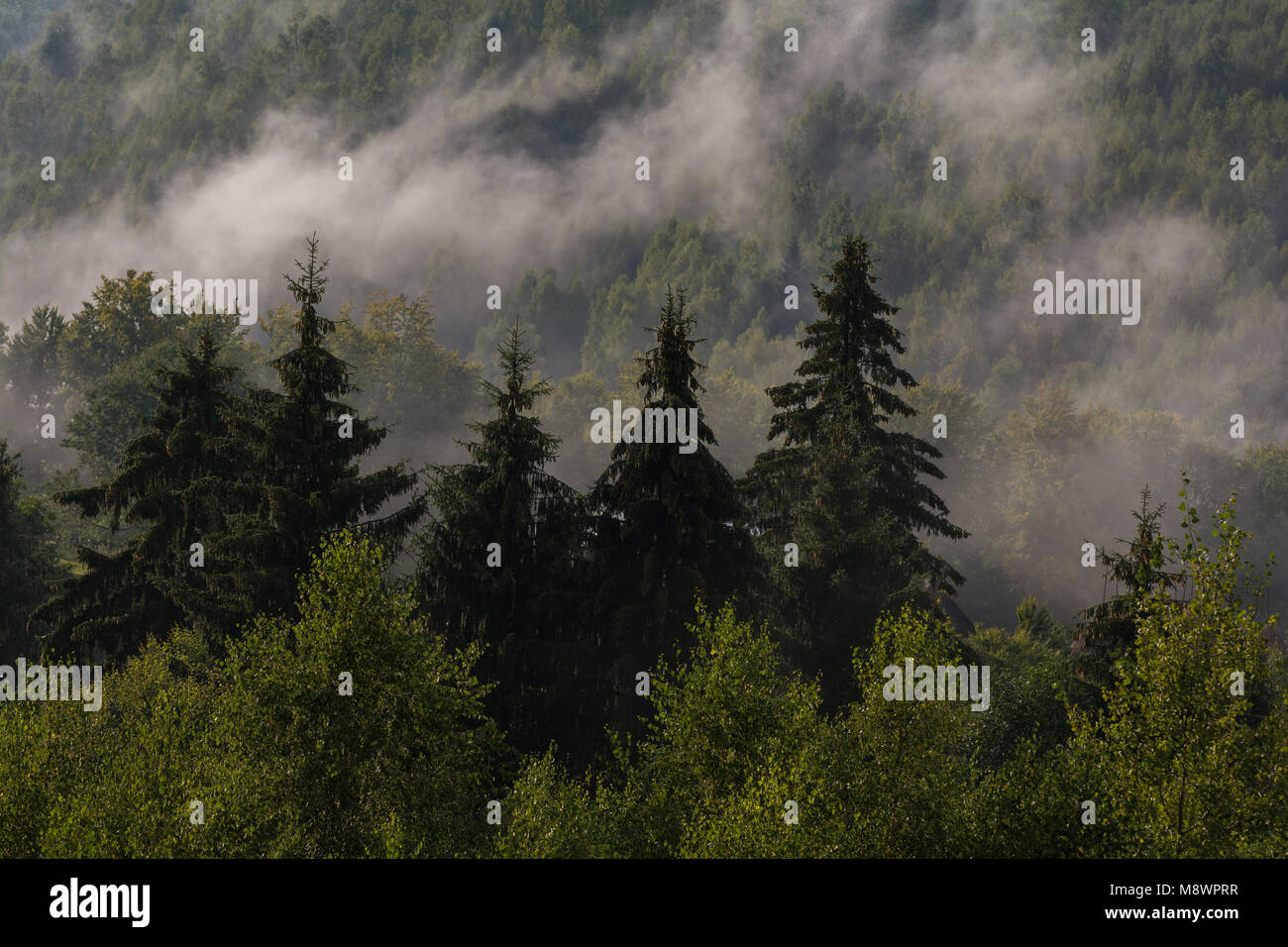 Foggy mixed forest in the Carpathians Stock Photo