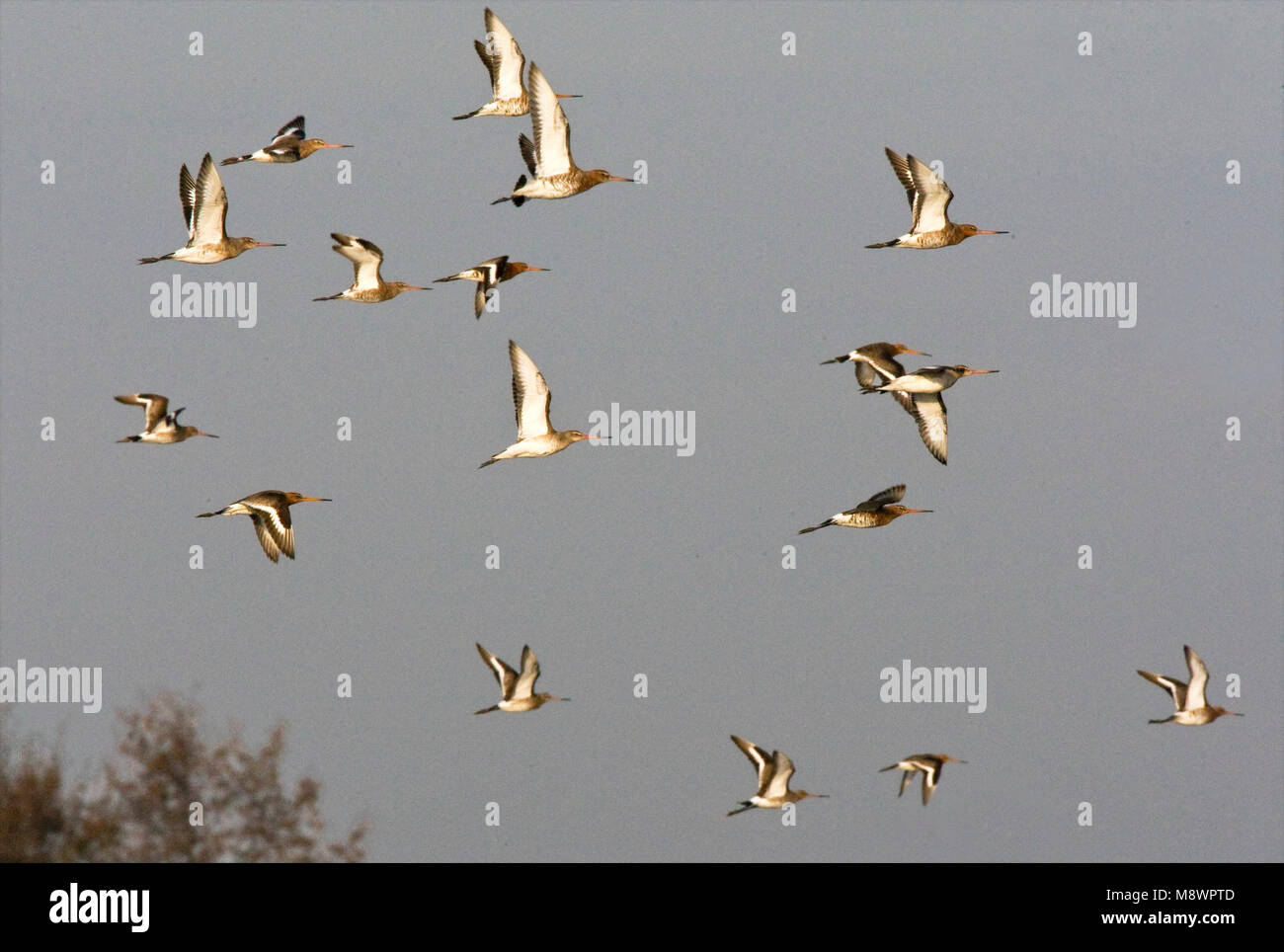 Groep Grutto's in de vlucht; Flock of Black-tailed Godwit in flight Stock Photo