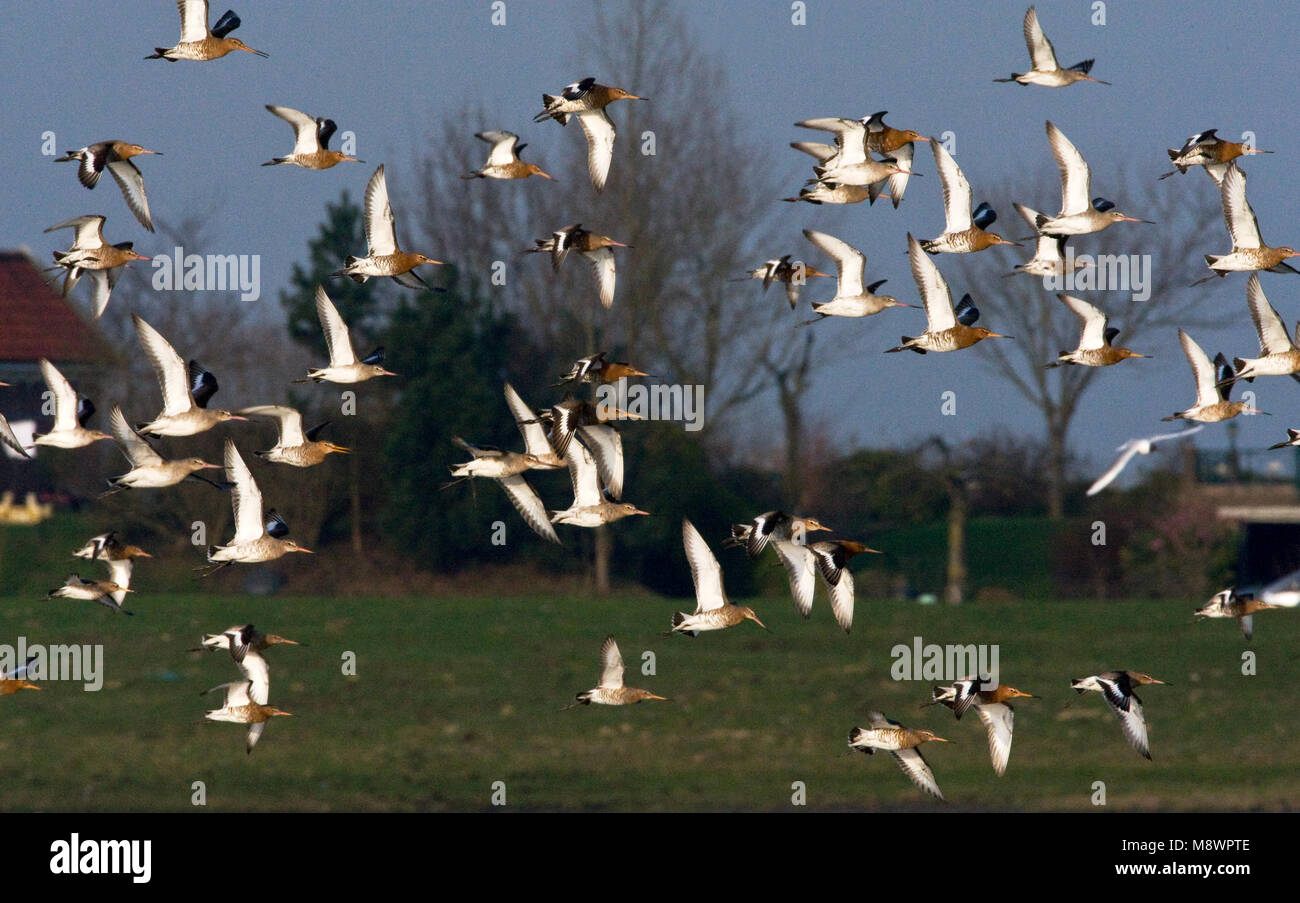 Groep Grutto's in de vlucht in Hollands landschap; Flock of Black-tailed Godwit in flight in Dutch landscape Stock Photo