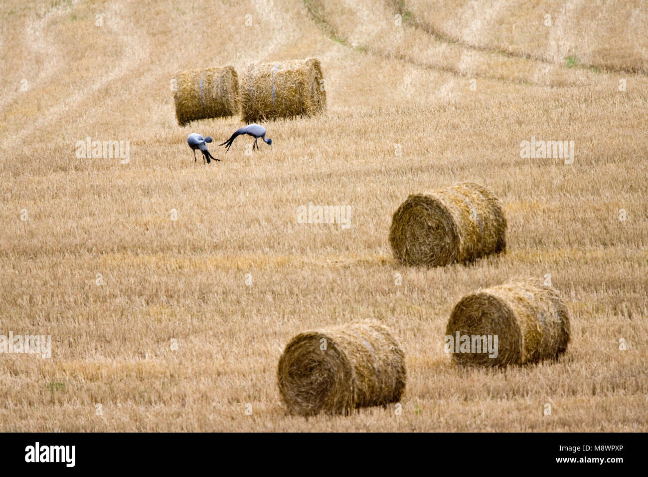 Stanley-kraanvogels foeragerend in graanveld; Blue Cranes foraging in field Stock Photo