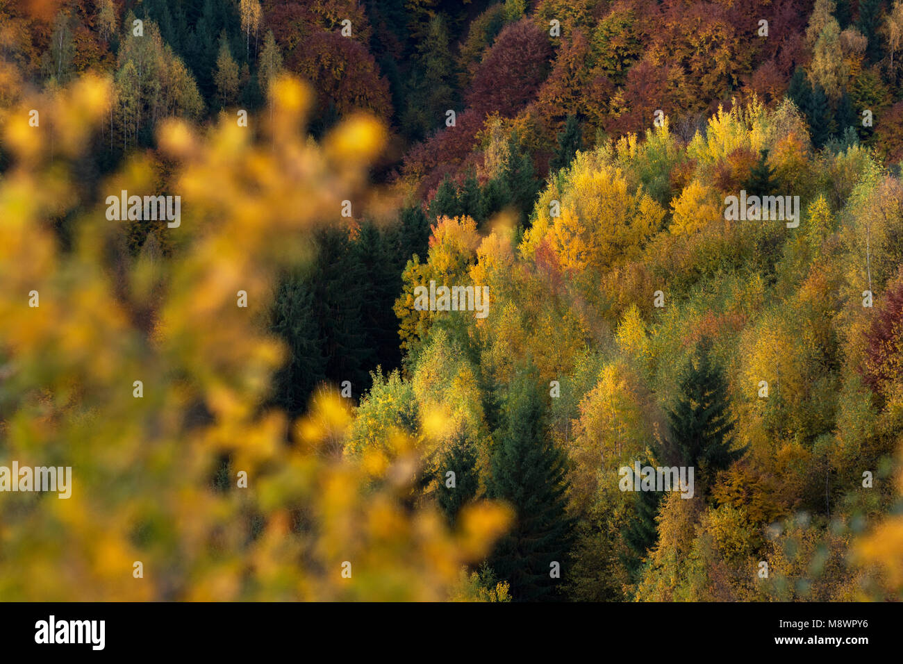 Diverse colorful foliage on a forest in the Apuseni Mountains, Trasylvania, Romania in autumn time Stock Photo