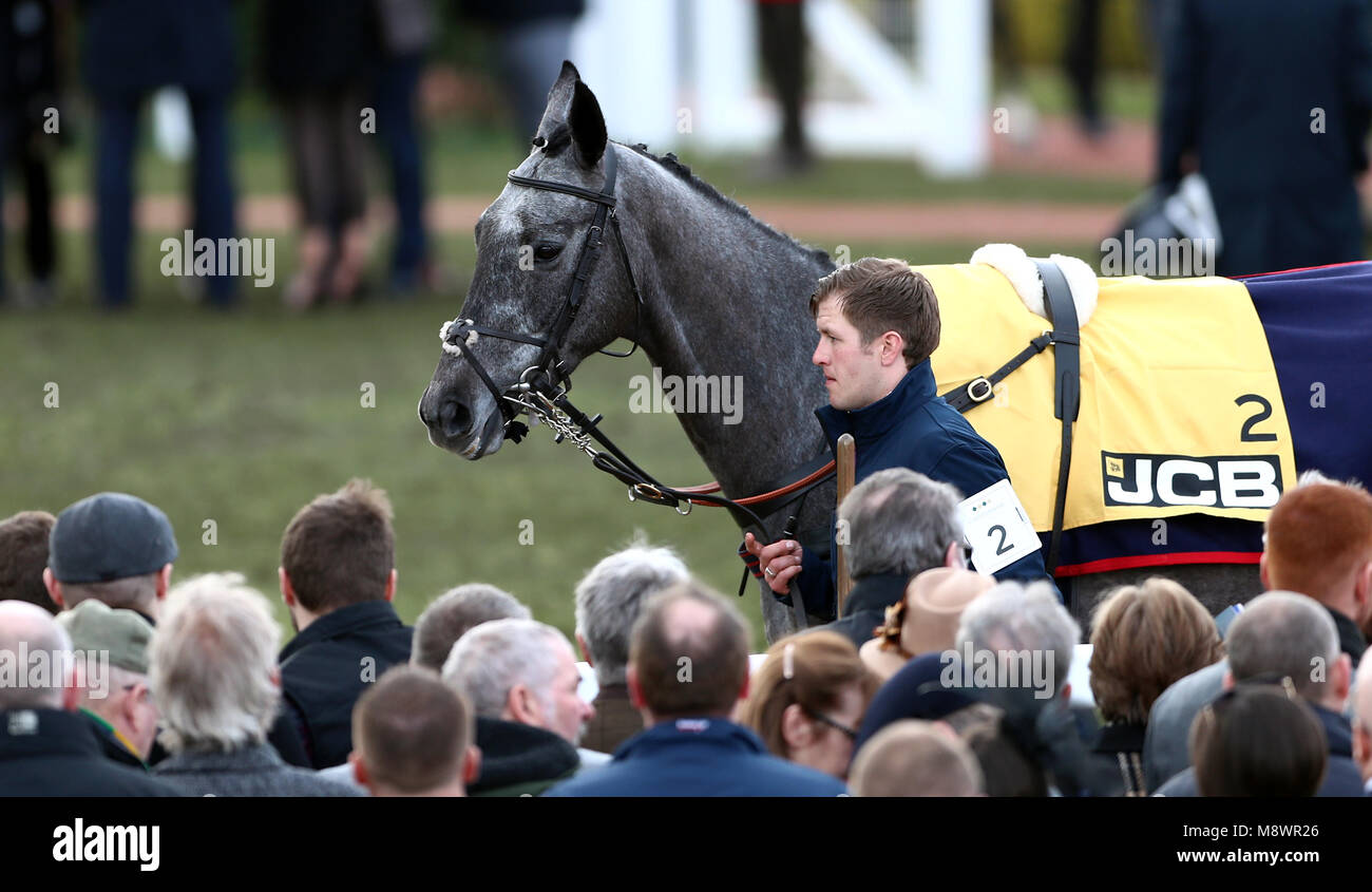 Gumball is walked around the parade area prior to the start of the action on the Gold Cup Friday of the 2018 Cheltenham Festival at Cheltenham Racecourse. Stock Photo