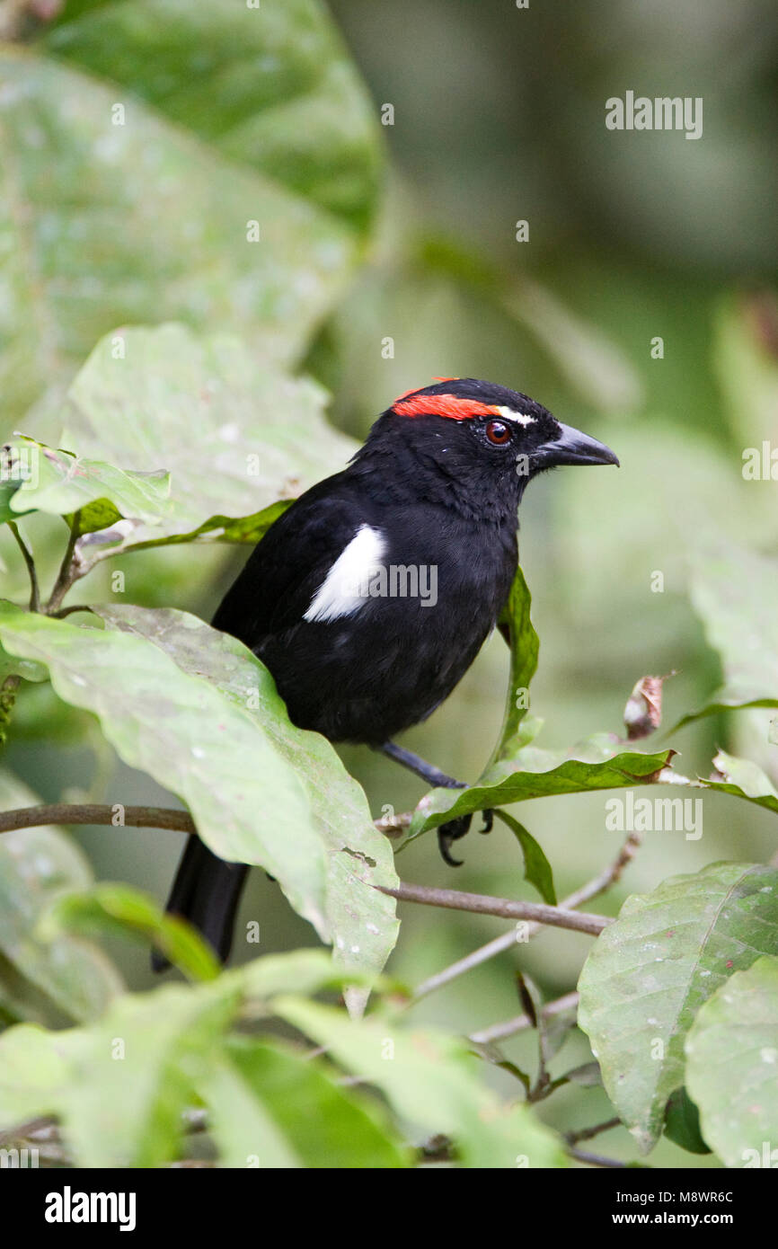 Tanager of ecuador hi-res stock photography and images - Alamy