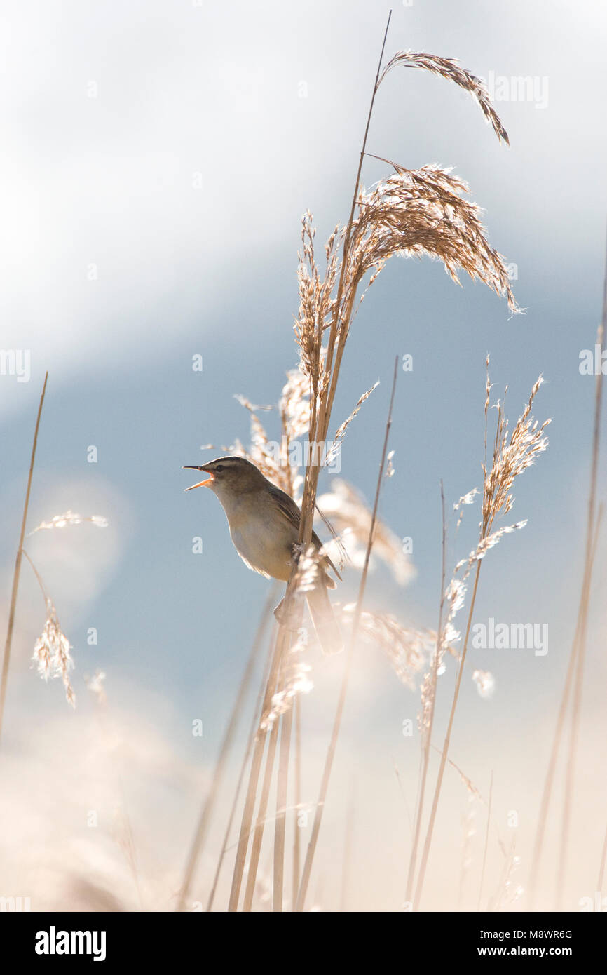 Rietzanger zingend in rietstengel; Sedge Warbler singing from reed stem Stock Photo