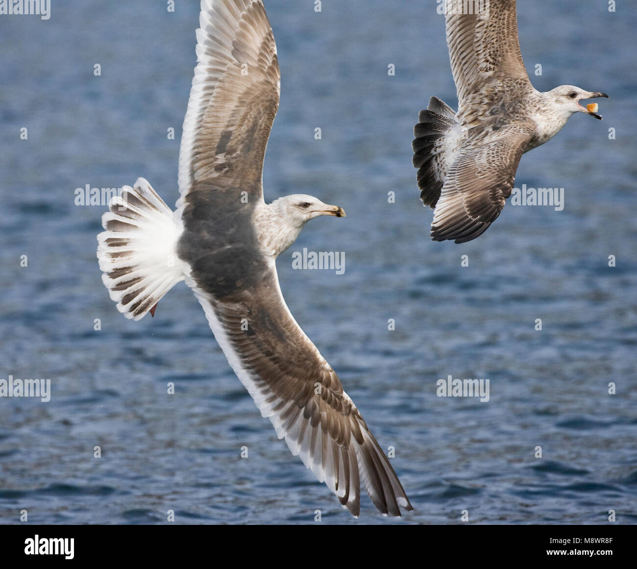 Kamtsjatkameeuw onvolwassen meeuw achtervolgend; Slaty-backed Gull immature chasing gull Stock Photo