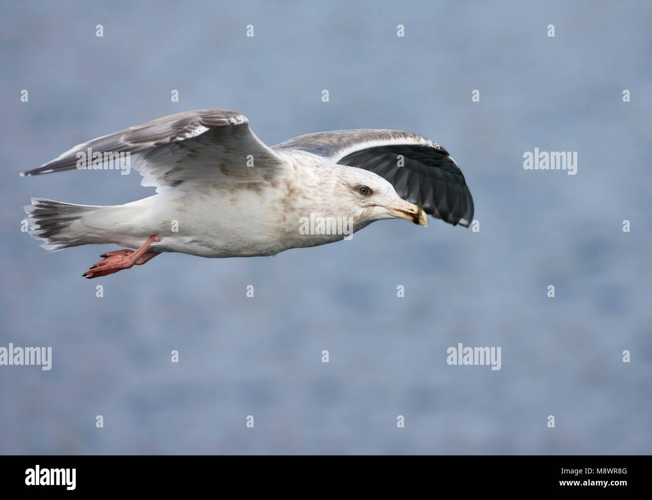 Kamtsjatkameeuw onvolwassen vliegend; Slaty-backed Gull immature flying Stock Photo