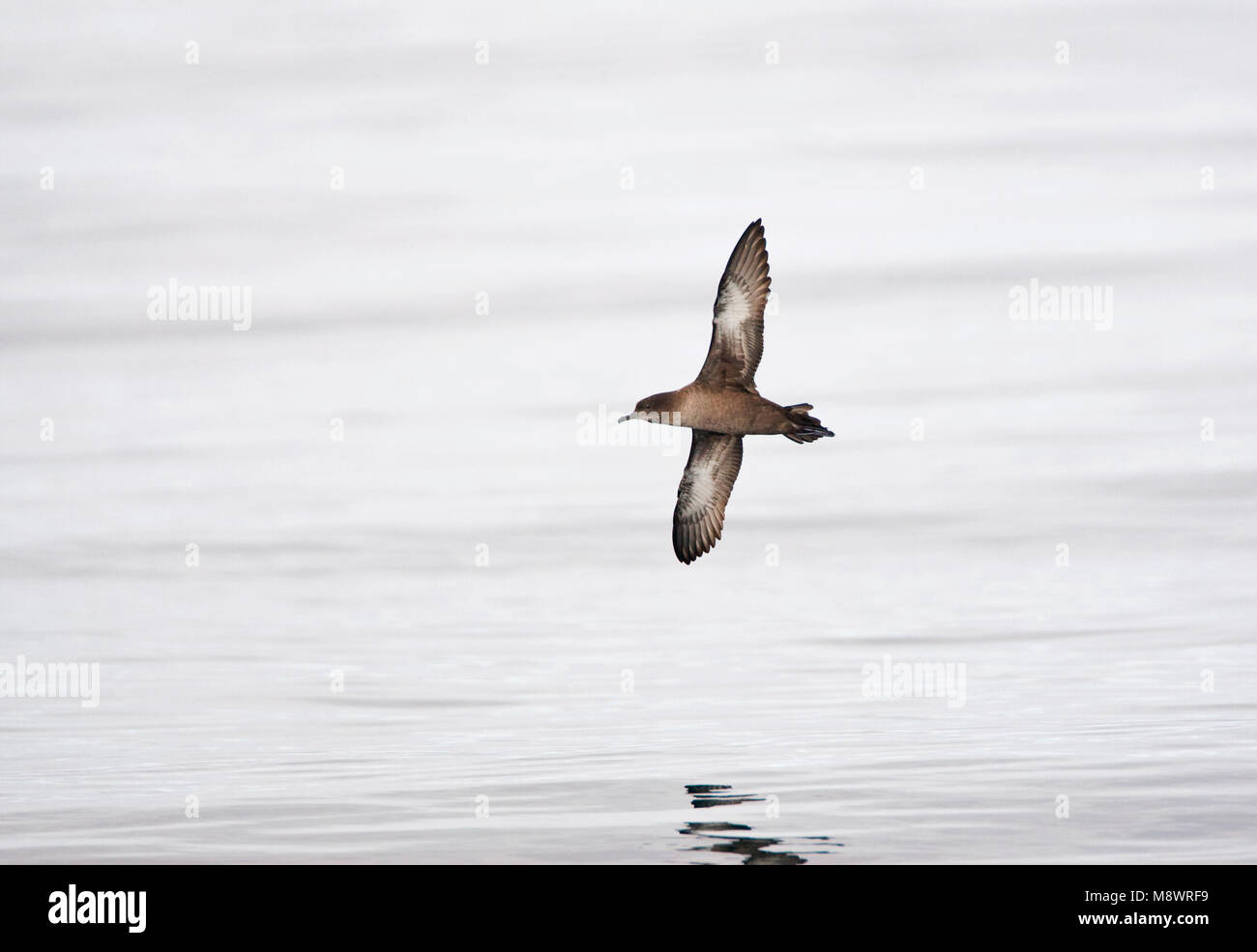 Grauwe Pijlstormvogel in de vlucht; Sooty Shearwater in flight Stock Photo