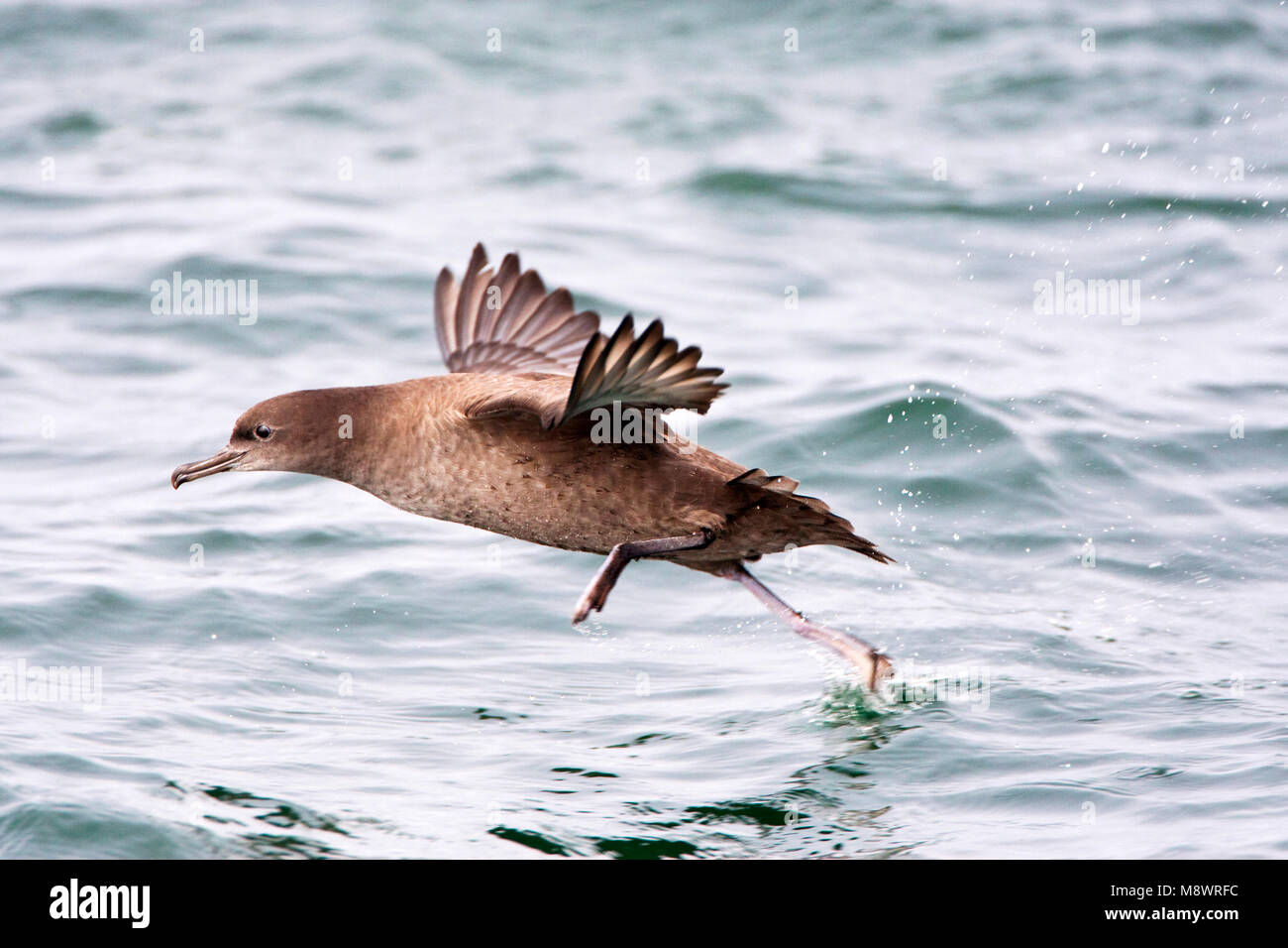 Grauwe Pijlstormvogel in de vlucht; Sooty Shearwater in flight Stock Photo