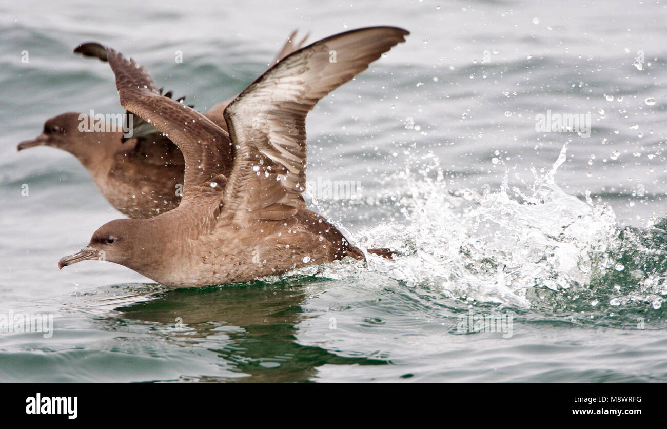 Grauwe Pijlstormvogel opvliegend; Sooty Shearwater flying off Stock Photo