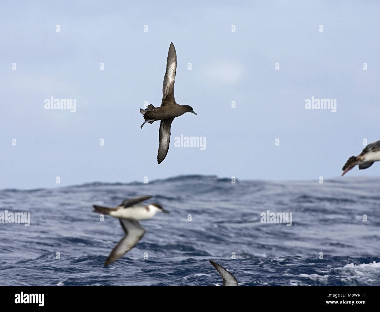 Sooty Shearwater flying; Grauwe Pijlstormvogel vliegend Stock Photo
