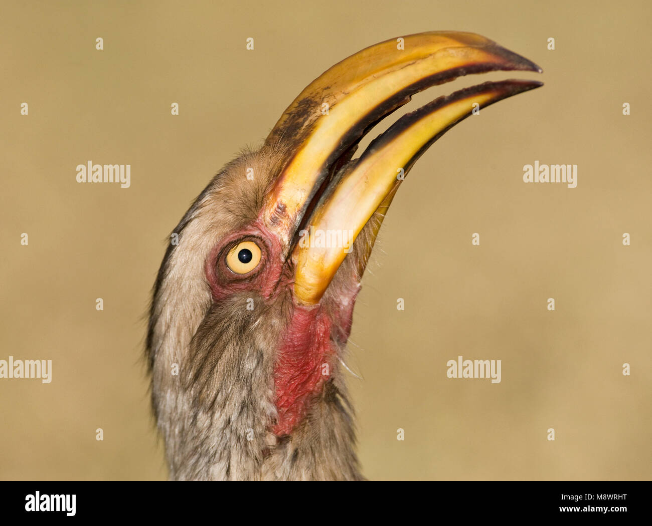 Zuidelijke Geelsnaveltok, Southern Yellow-Billed Hornbill, Tockus leucomelas, Geelsnaveltok Stock Photo