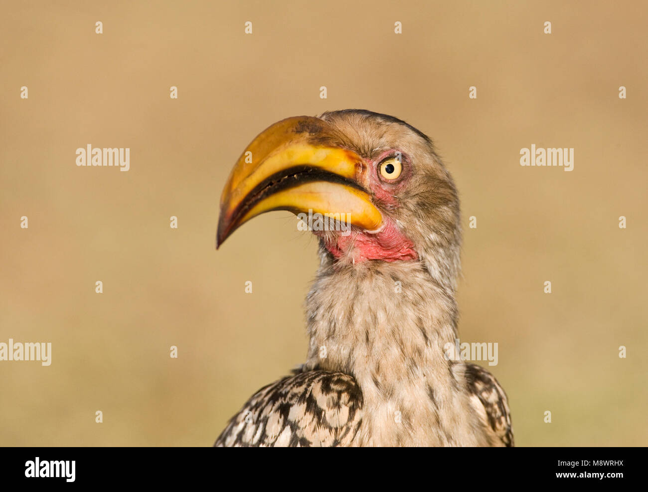 Zuidelijke Geelsnaveltok, Southern Yellow-Billed Hornbill, Tockus leucomelas, Geelsnaveltok Stock Photo