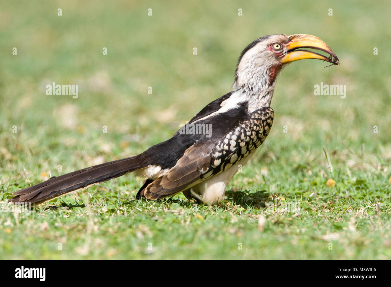 Zuidelijke Geelsnaveltok, Southern Yellow-Billed Hornbill, Tockus leucomelas, Geelsnaveltok Stock Photo