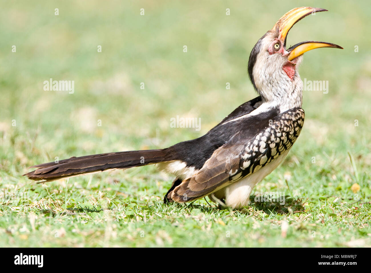 Zuidelijke Geelsnaveltok, Southern Yellow-Billed Hornbill, Tockus leucomelas, Geelsnaveltok Stock Photo