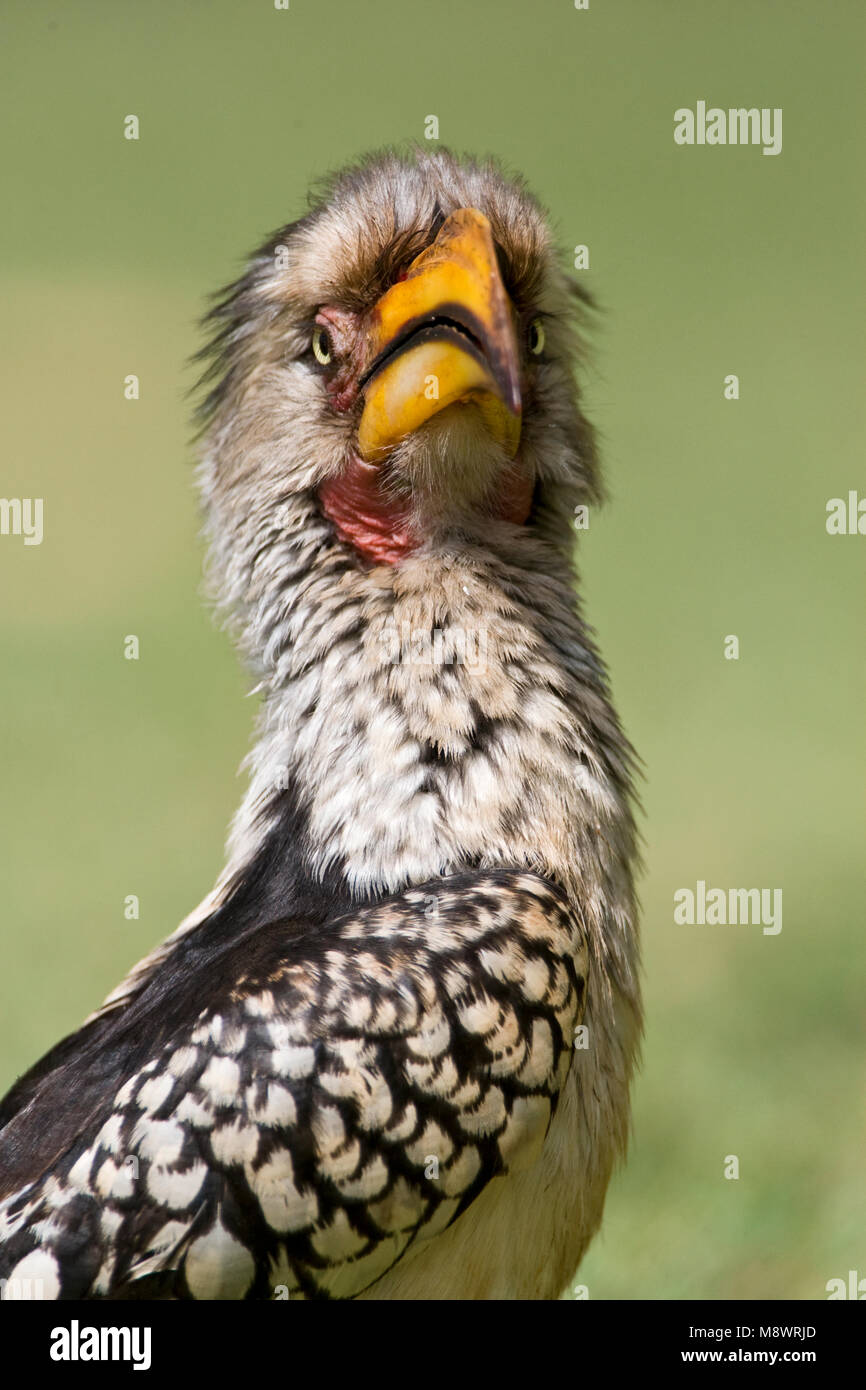 Zuidelijke Geelsnaveltok, Southern Yellow-Billed Hornbill, Tockus leucomelas Stock Photo