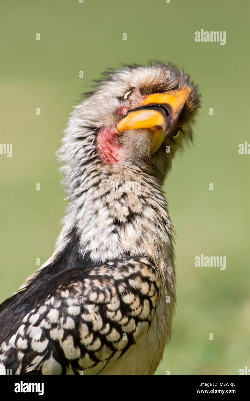 Zuidelijke Geelsnaveltok, Southern Yellow-Billed Hornbill, Tockus leucomelas Stock Photo