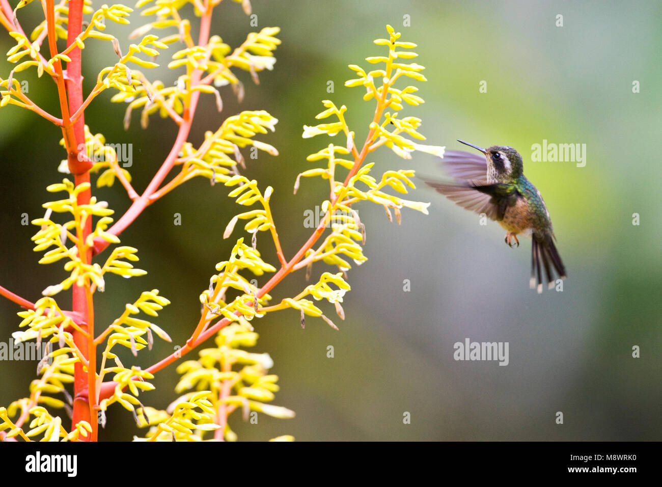 Zwartoorkolibrie in vlucht; Speckled Hummingbird in flight Stock Photo