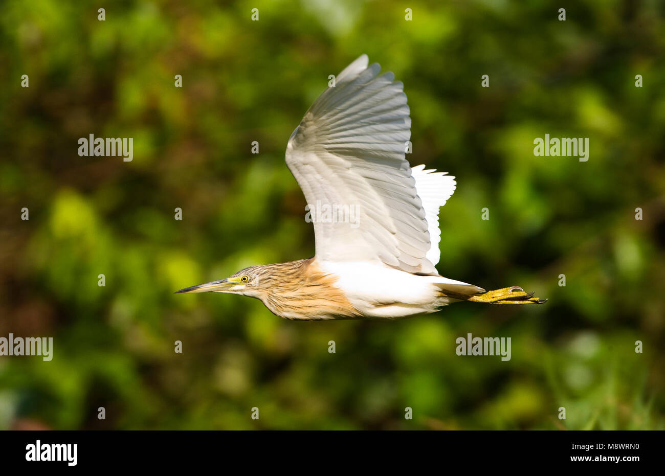 Ralreiger vliegend; Squacco Heron flying Stock Photo