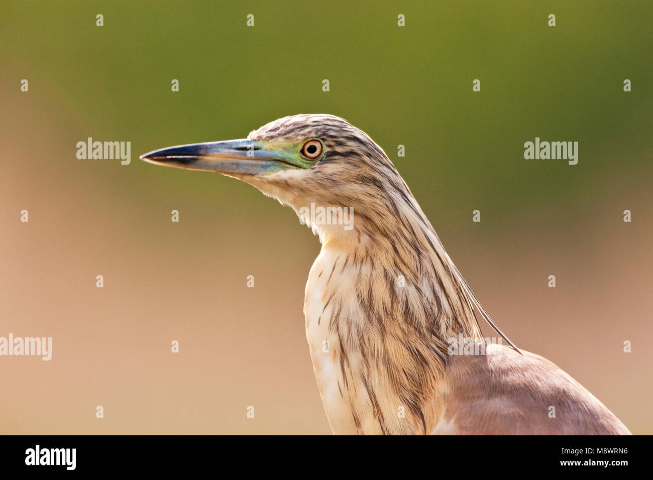 Zomerkleed Ralreiger portret; Summerplumage Squacco heron close-up Stock Photo