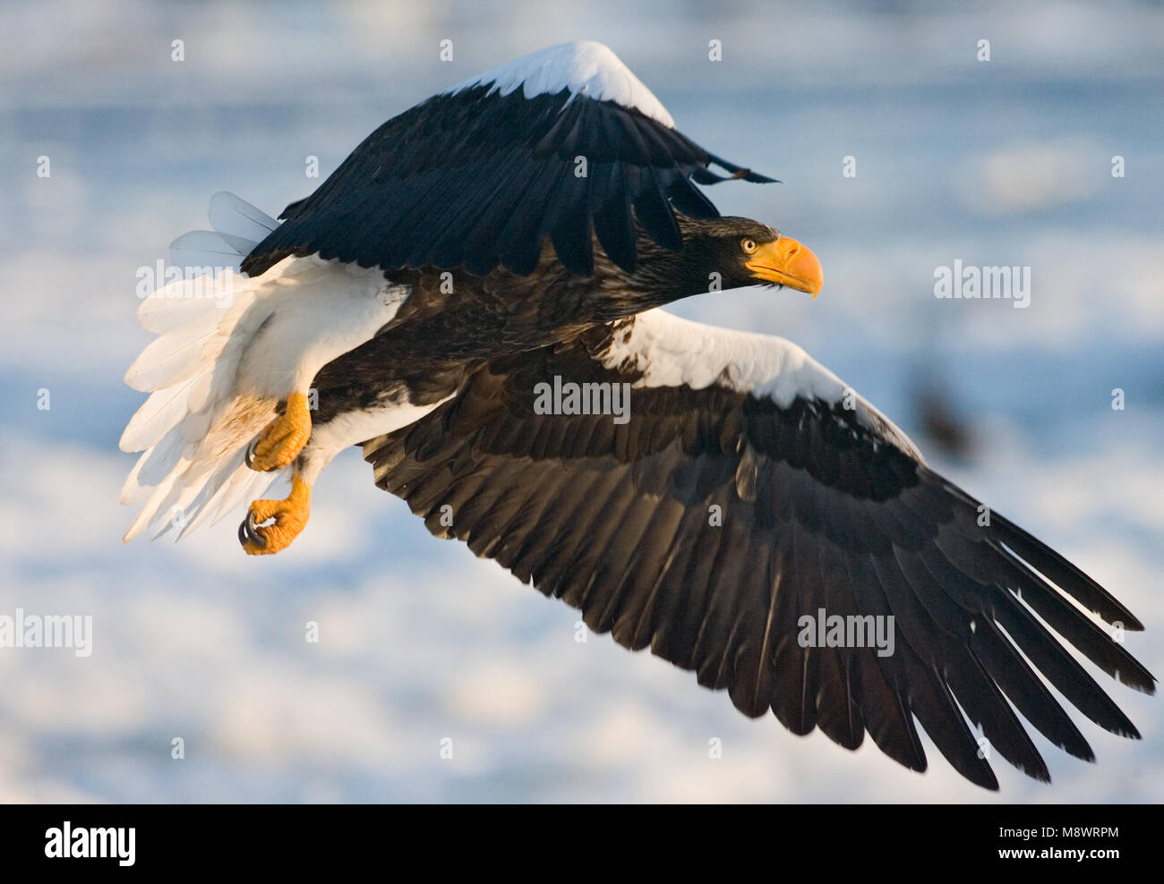 Stellers Sea-eagle adult flying; Steller-zeearend volwassen vliegend Stock Photo