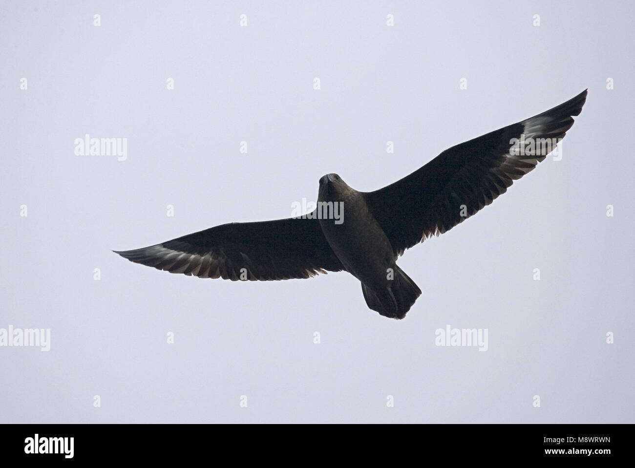 Subantarctic Skua flying; Subantarctische Grote Jager vliegend Stock Photo